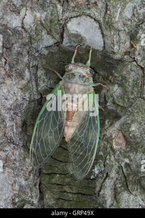 Erwachsenen Zikade Dogday Harvestfly (Tibicen Canicularis) entstand nur aus nymphal Haut im Osten der USA Stockfoto