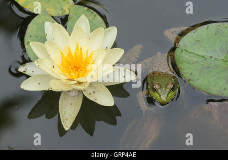 Green Frog Rana Clamitans im Teich mit Wasser Lilien (Nymphaea Odorata) und Springschwänze (Collembolen) im Osten der USA Stockfoto