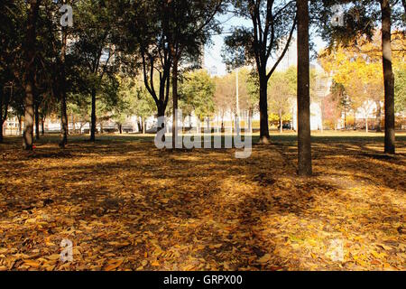 Trees in Grant Park in Chicago during the autumn Stockfoto