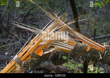 Birke Log gebogen und zersplittert Stockfoto