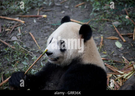 Ein großer Panda (Ailuropoda Melanoleuca) in der Chengdu Panda Wallfahrtskirche genießt einige Bambus Stockfoto