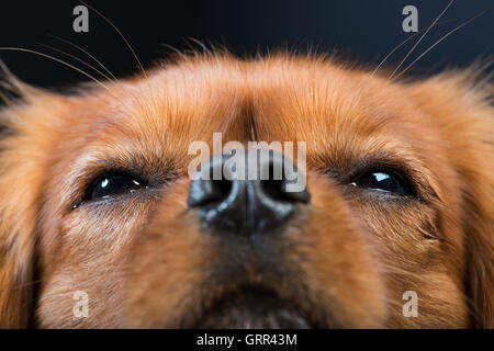 Close-up Portrait von einem King Charles Cavalier Spaniel Stockfoto