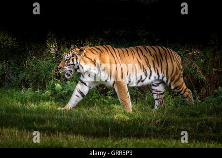 Sibirischer Tiger. Panthera Tigris Altaica, Woburn Safari Park. Stockfoto