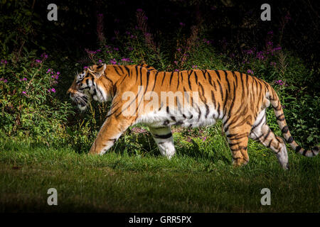Sibirischer Tiger. Panthera Tigris Altaica, Woburn Safari Park. Stockfoto