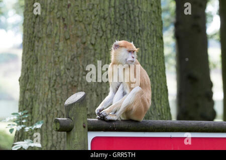 Berberaffe. Macaca Sylvanus, Woburn Safari Park. Stockfoto