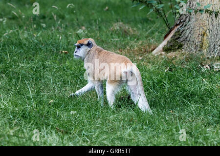 Berberaffe. Macaca Sylvanus, Woburn Safari Park. Stockfoto