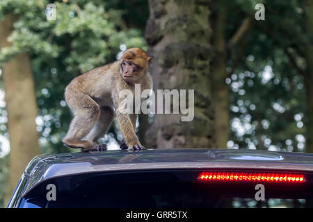 Berberaffe. Macaca Sylvanus, Woburn Safari Park. Stockfoto