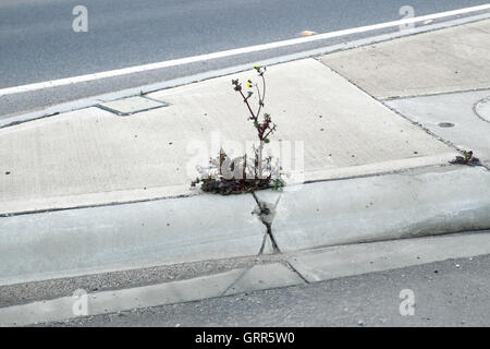 Jährliche Sow Thistle Sow Thistle gemeinsame Unkraut in Australien wächst zwischen Beton Risse Stockfoto