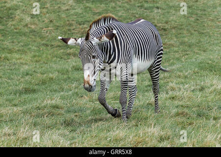 Grévy Zebras. Equus Grevyi, Woburn Safari Park. Stockfoto