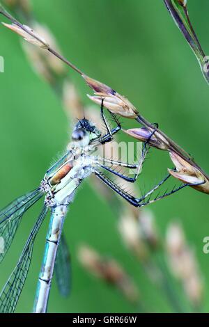 Smaragd Damselfy, Lestes sponsa Stockfoto