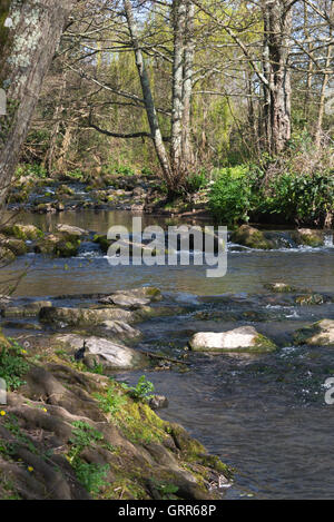 Unten am Ufer des Flusses Sid in Margarets Wiese, Teil von The Byes Riverside Park in Sidmouth an Devons jurassic Coast Stockfoto