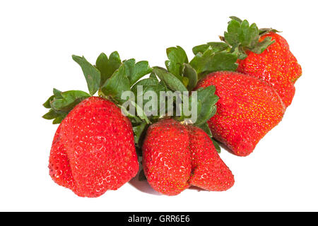 Studioaufnahme von vier frische Bio rote Erdbeeren mit grünen Blättern auf weißem Hintergrund Stockfoto