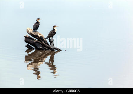 Zwei Kormoran Vögel und Reflexionen auf dem Wasser thront auf Treibholz am Fluss Stockfoto