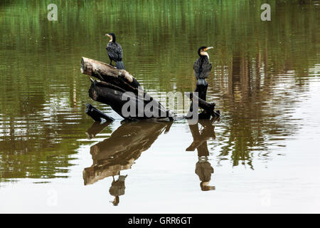 Zwei Kormoran Vögel thront auf Treibholz mit Reflexionen auf der Wasseroberfläche des Flusses. Stockfoto