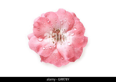 Rosa rose mit Wassertropfen isoliert auf weißem Hintergrund. Ansicht von oben Stockfoto