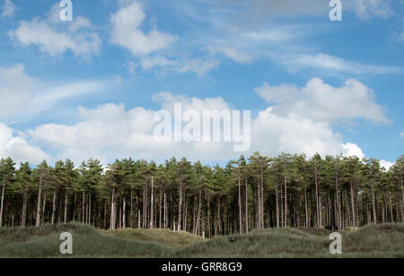 Pinien und Sanddünen am Newborough Wald Anglesey North Wales Stockfoto