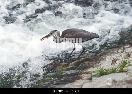 Reiher fischen in Kamogawa River, Kyoto, Japan Stockfoto