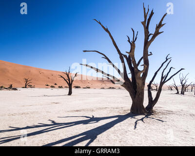 Tote Camelthorn (Acacia Erioloba) Bäume im Dead Vlei, Namib-Naukluft-Nationalpark, Namibia Stockfoto