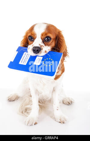 Cavalier King Charles Spaniel mit Europen Personalausweis Reisepass Stockfoto