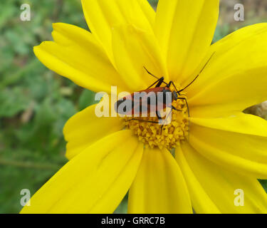 Orange & schwarze Käfer auf der Pollen leuchtend gelben Blume Stockfoto