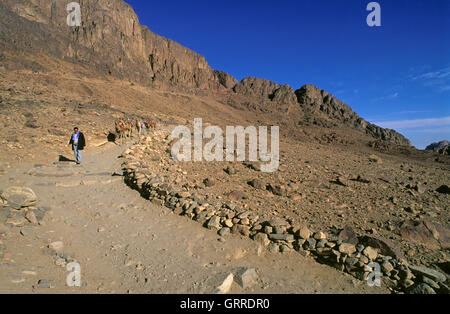 Menschen und Kamele in der Wüste Sinai, Ägypten, Asien Stockfoto