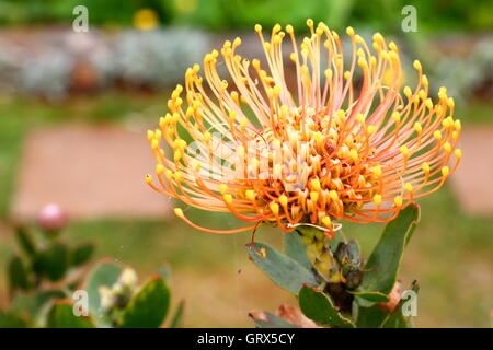 Eine typische Blume wächst auf der Insel Madeira im Atlantik Stockfoto