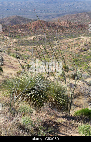 Die Arizona Trail vorbei spanischer Dolch Yucca und blühen Ocotillo in den Black Hills von Arizona. Stockfoto