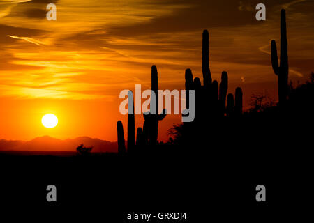 Silhouette gegen einer untergehenden Sonne in der Nähe der Tortilla-Berge des südlichen Arizona Saguaro-Kaktus. Stockfoto
