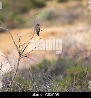 Ein schwarzer throated Spatz thront auf einem Ast in die Tortilla-Berge des südlichen Arizona. Stockfoto