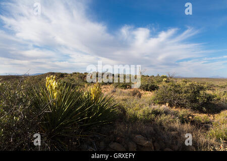 Große Wolken vorbei über blühenden Yucca-Pflanzen und die Sonora-Wüste in den Tortilla-Bergen des südlichen Arizona. Stockfoto