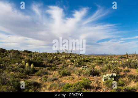 Große Wolken über blühende Sonora-Wüste Vegetation in den Tortilla-Bergen des südlichen Arizona. Stockfoto