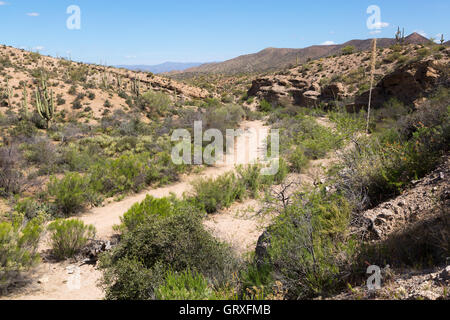 Eine Trockenwäsche schlängelt sich durch die Ripsey Wash Bereich des Gebirges Tortilla auf dem Arizona-Trail im Süden Arizonas. Stockfoto