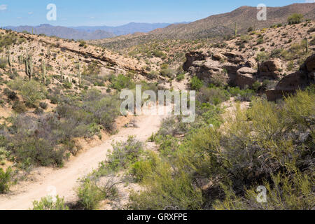 Eine Trockenwäsche schlängelt sich durch die Ripsey Wash Bereich des Gebirges Tortilla auf dem Arizona-Trail im Süden Arizonas. Stockfoto