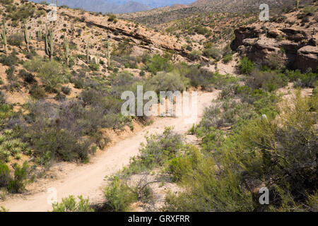 Eine Trockenwäsche schlängelt sich durch die Ripsey Wash Bereich des Gebirges Tortilla auf dem Arizona-Trail im Süden Arizonas. Stockfoto