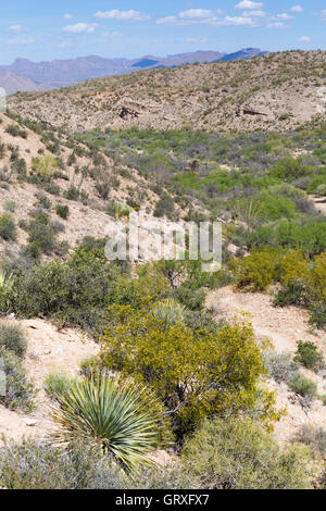 Eine Trockenwäsche schlängelt sich durch die Ripsey Wash Bereich des Gebirges Tortilla auf dem Arizona-Trail im Süden Arizonas. Stockfoto