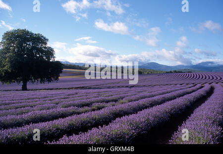 Lavendel Bridestowe Estate, Nabowla, Tasmanien, Australien. Stockfoto