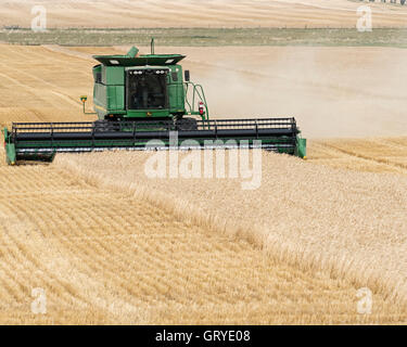 Ein Bauer mit einem John Deere Mähdrescher erntet Weizen, Warner, Alberta, Kanada.