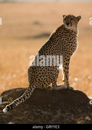 Porträt des Geparden in Masai Mara Nationalpark Stockfoto