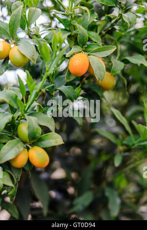 Kleinen Kumquat Früchte auf dem Ast Stockfoto