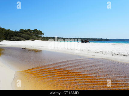 Blick auf die grüne Patch mit einem Tannin gebeizt Creek, im malerischen Jervis Bay, booderee Nationalpark, New South Wales, NSW, Australien Stockfoto