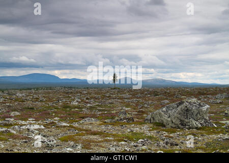 Einsame kleine Kiefer in einer desolaten skandinavischen Landschaft Stockfoto