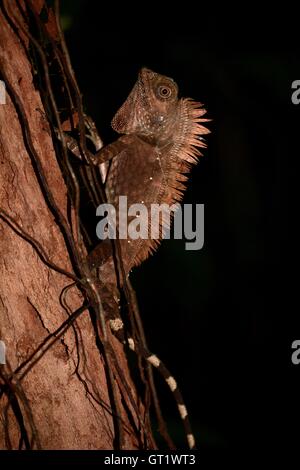 Der männliche Walddrache Gonocephalus Borneensis Stockfoto