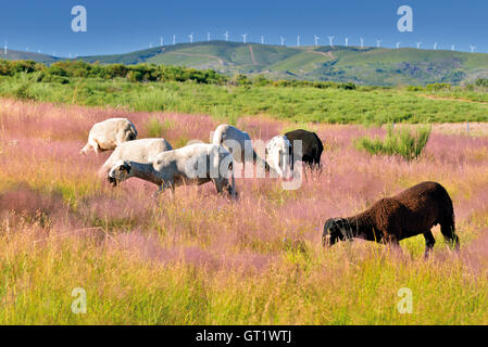 Portugal: Eine Gruppe von weißen Schafe mit ein schwarzes Schaf in der Mitte in einem Berg-Feld mit rosa Blüten auf dem grünen Rasen Stockfoto