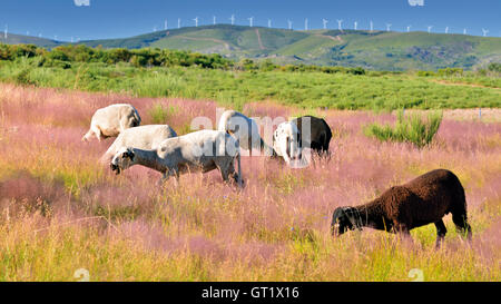 Portugal: Eine Gruppe von weißen Schafe mit zwei braune Schafe mitten auf einem Berg Feld mit rosa Blüten auf dem grünen Rasen Stockfoto