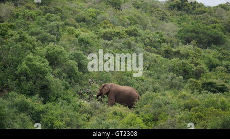 Der mächtige Elefant überragt die Bäume. Stockfoto