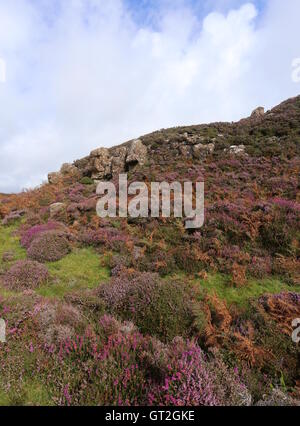 Heather in voller Blüte ulva Schottland september 2016 Stockfoto