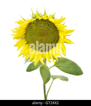 Sonnenblume isoliert auf weißem Hintergrund Stockfoto