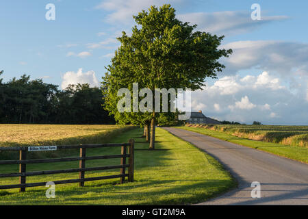 Sommer Abend Sonnenlicht schafft tiefblauem Himmel und leuchtend grünen - Einfahrt auf einen Bauernhof in North York Moors, England. Stockfoto