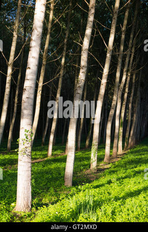 Pappeln / Baumstämme in ordentlichen Reihen und Spalten für die Forstwirtschaft angebaut / nachhaltige Quelle für Holz. Stockfoto