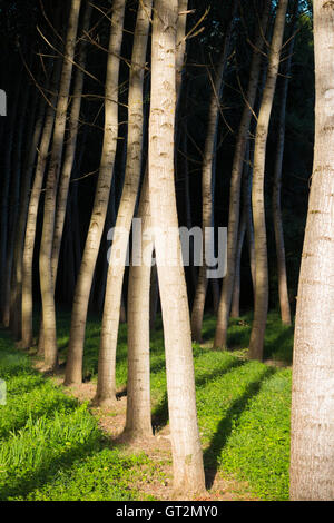 Pappeln / Baumstämme in ordentlichen Reihen und Spalten für die Forstwirtschaft angebaut / nachhaltige Quelle für Holz. Stockfoto